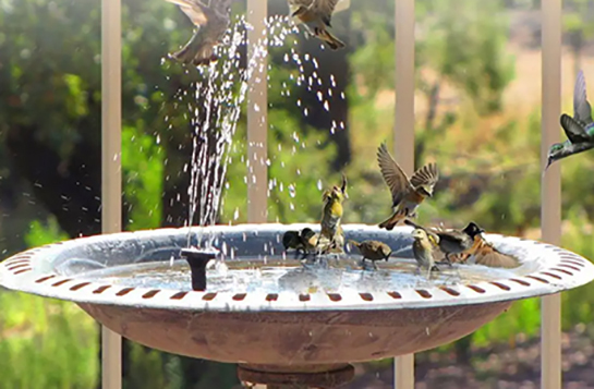 Solar water pumps for bird bath